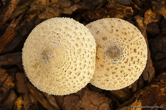 Paddenstoelen, Bart Fotografie-0263