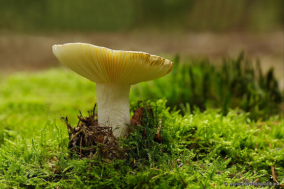 Paddenstoelen, Bart Fotografie-0264
