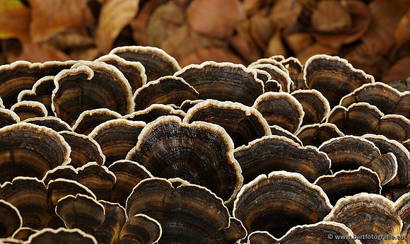Paddenstoelen, Bart Fotografie-0265