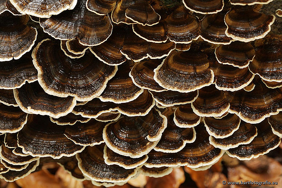 Paddenstoelen, Bart Fotografie-0266