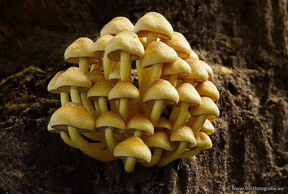 Paddenstoelen, Bart Fotografie-0267