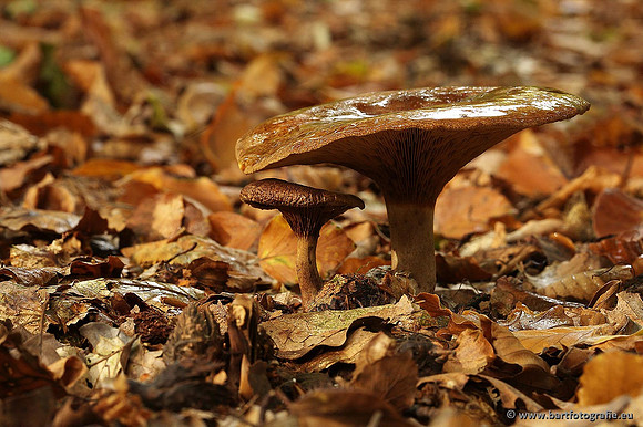Paddenstoelen, Bart Fotografie-0268