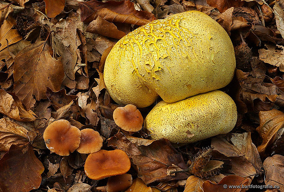 Paddenstoelen, Bart Fotografie-0270