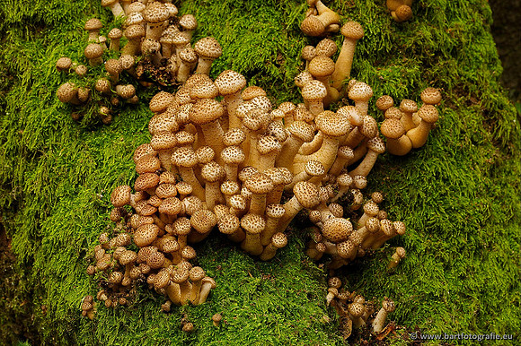 Paddenstoelen, Bart Fotografie-0271