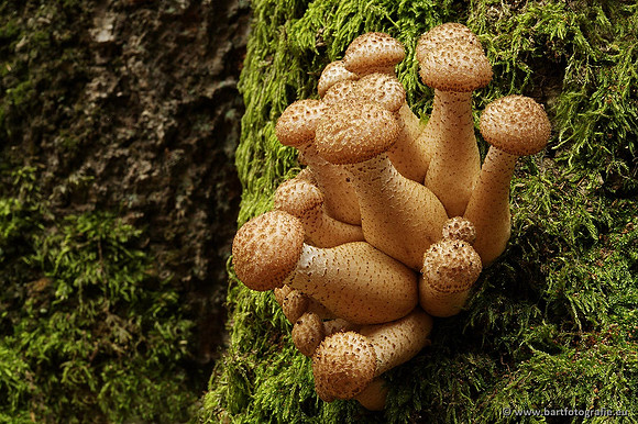 Paddenstoelen, Bart Fotografie-0272