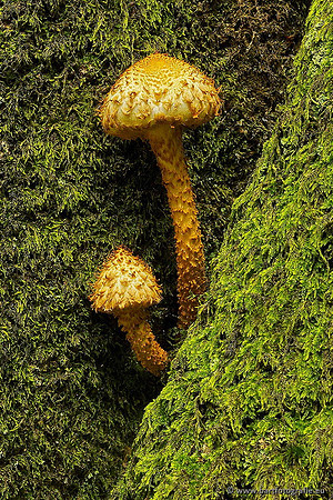 Paddenstoelen, Bart Fotografie-0273