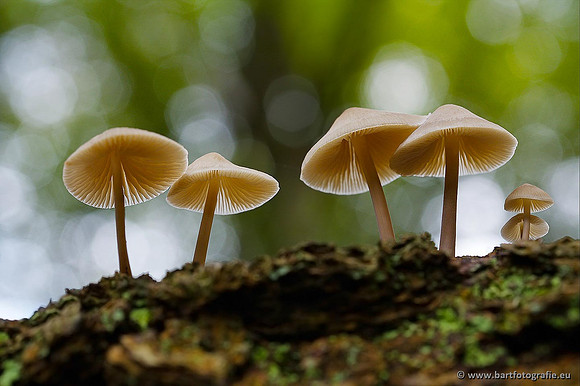 Paddenstoelen, Bart Fotografie-0274