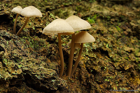 Paddenstoelen, Bart Fotografie-0275