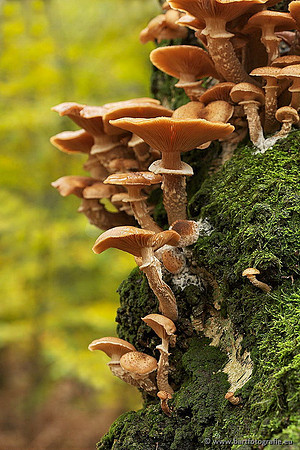 Paddenstoelen, Bart Fotografie-0276