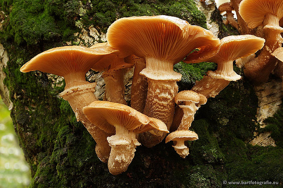 Paddenstoelen, Bart Fotografie-0277