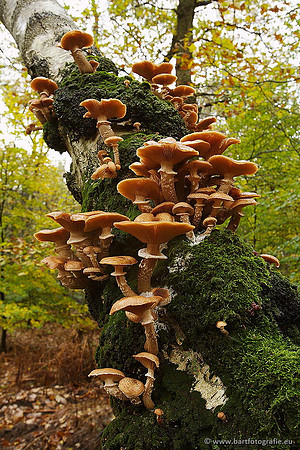 Paddenstoelen, Bart Fotografie-0278