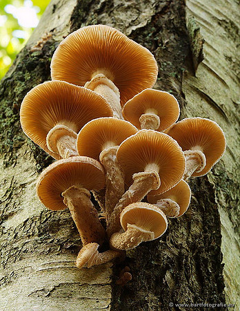 Paddenstoelen, Bart Fotografie-0279
