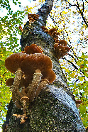 Paddenstoelen, Bart Fotografie-0280