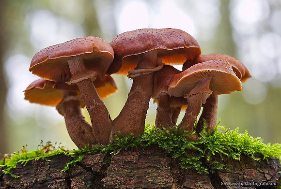 Paddenstoelen, Bart Fotografie-0281