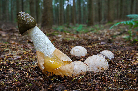 Paddenstoelen, Bart Fotografie-0282