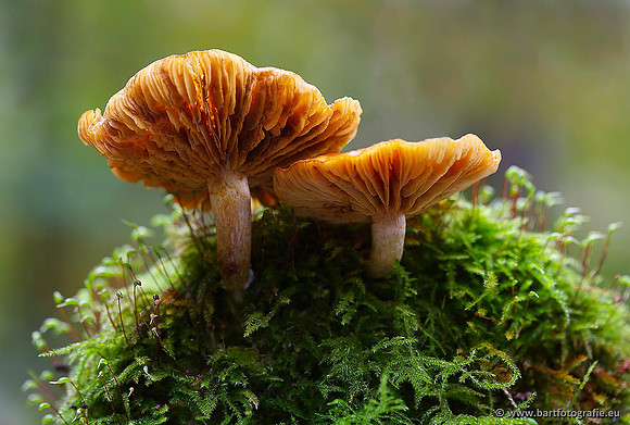 Paddenstoelen, Bart Fotografie-0283