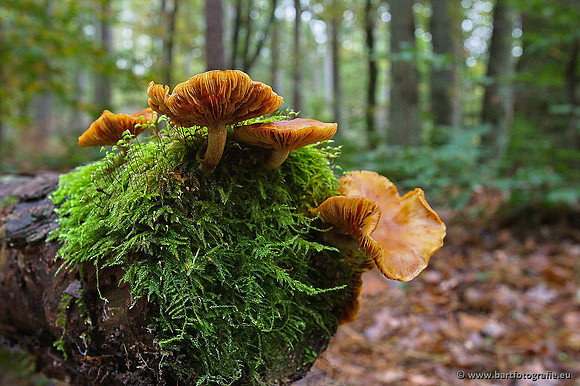 Paddenstoelen, Bart Fotografie-0284