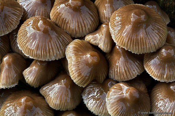 Paddenstoelen, Bart Fotografie-0285