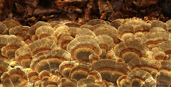 Paddenstoelen, Bart Fotografie-0286