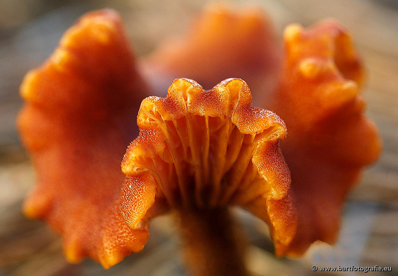 Paddenstoelen, Bart Fotografie-0287