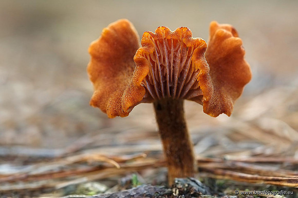 Paddenstoelen, Bart Fotografie-0288