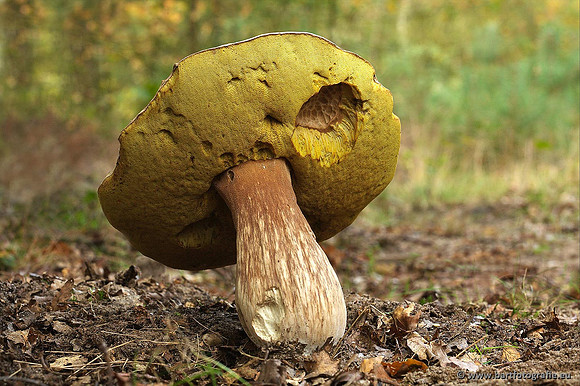 Paddenstoelen, Bart Fotografie-0289