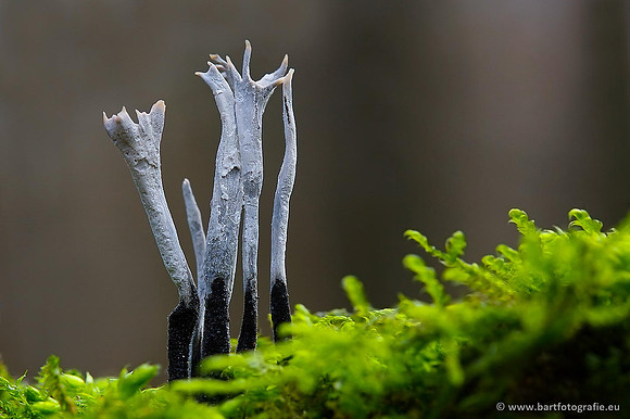 Paddenstoelen, Bart Fotografie-0291