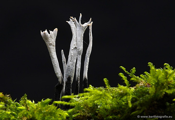 Paddenstoelen, Bart Fotografie-0290