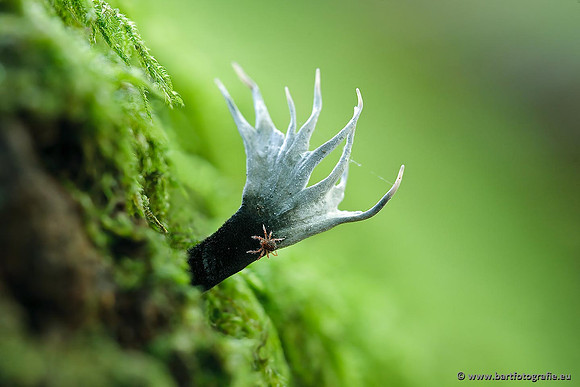Paddenstoelen, Bart Fotografie-0292
