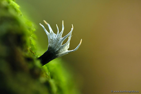Paddenstoelen, Bart Fotografie-0293