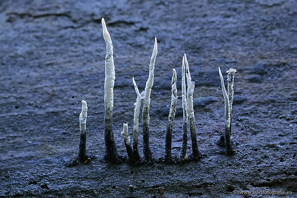 Paddenstoelen, Bart Fotografie-0295