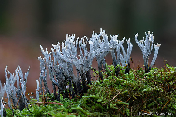 Paddenstoelen, Bart Fotografie-0297