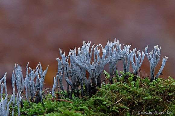 Paddenstoelen, Bart Fotografie-0296