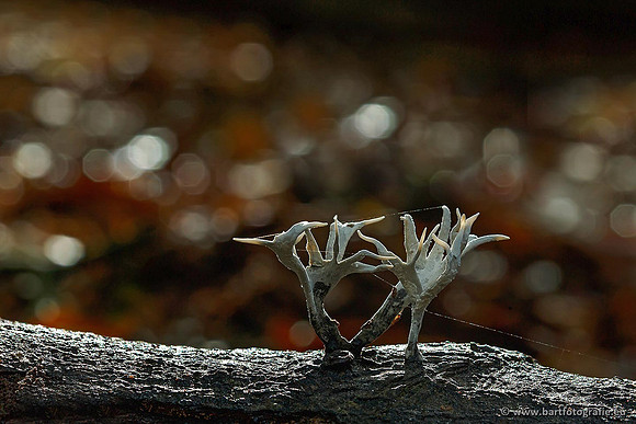 Paddenstoelen, Bart Fotografie-0298