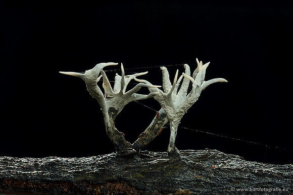 Paddenstoelen, Bart Fotografie-0299