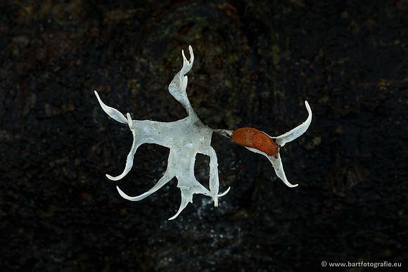 Paddenstoelen, Bart Fotografie-0300
