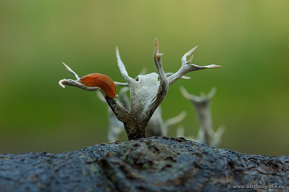 Paddenstoelen, Bart Fotografie-0301