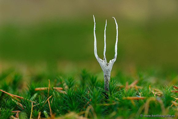 Paddenstoelen, Bart Fotografie-0302