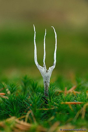 Paddenstoelen, Bart Fotografie-0303