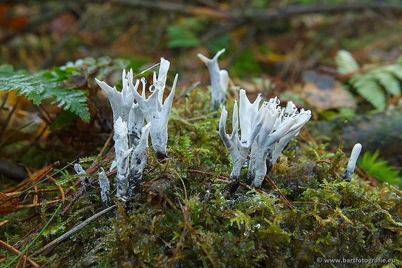 Paddenstoelen, Bart Fotografie-0304