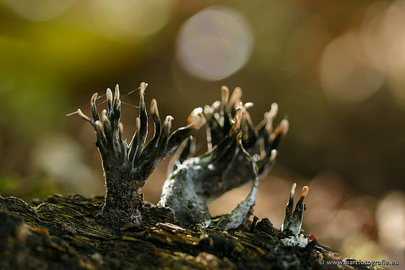 Paddenstoelen, Bart Fotografie-0305