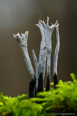 Paddenstoelen, Bart Fotografie-0306