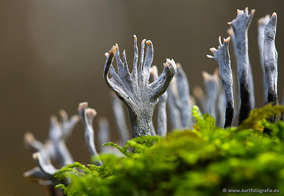 Paddenstoelen, Bart Fotografie-0307