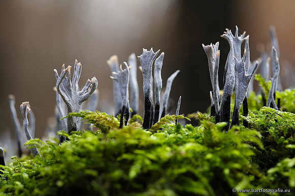 Paddenstoelen, Bart Fotografie-0308