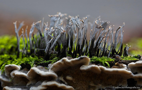 Paddenstoelen, Bart Fotografie-0309