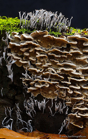 Paddenstoelen, Bart Fotografie-0310