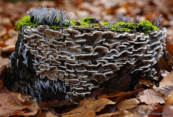 Paddenstoelen, Bart Fotografie-0311