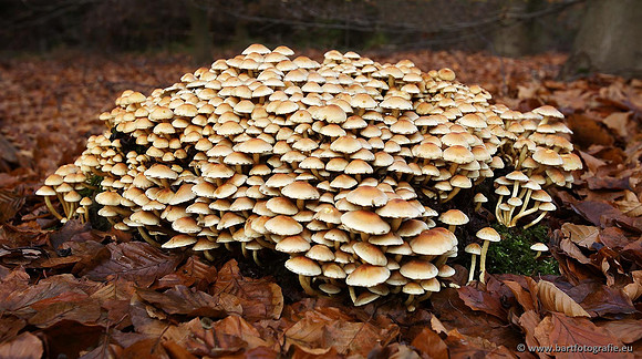 Paddenstoelen, Bart Fotografie-0312
