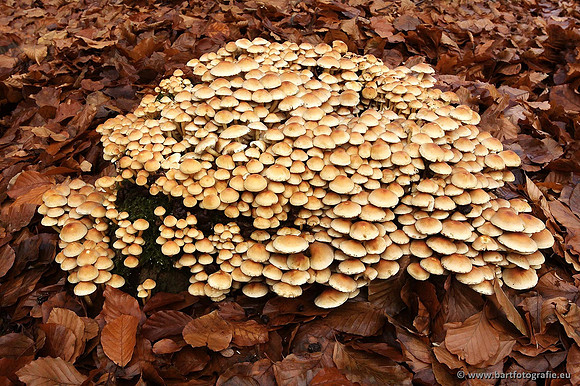 Paddenstoelen, Bart Fotografie-0313