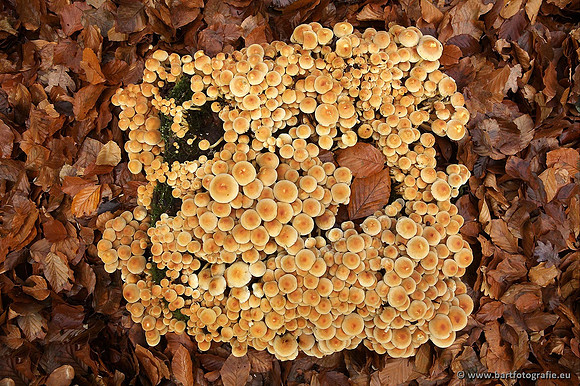 Paddenstoelen, Bart Fotografie-0314